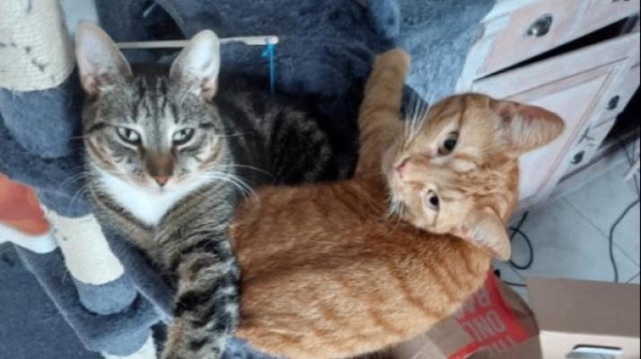 Muis