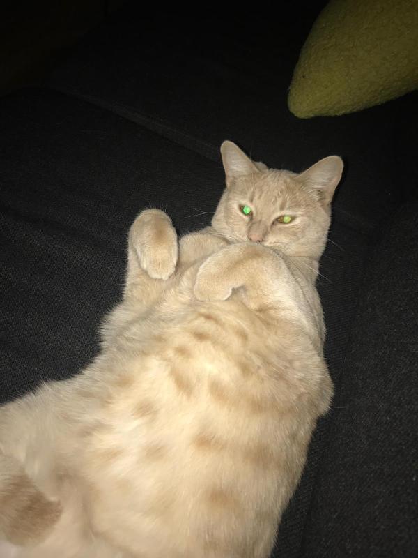 Sam