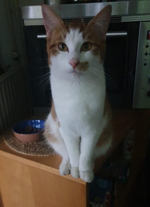 Hannes