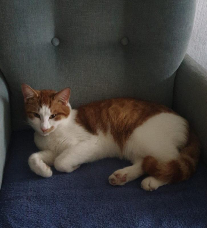 Hannes