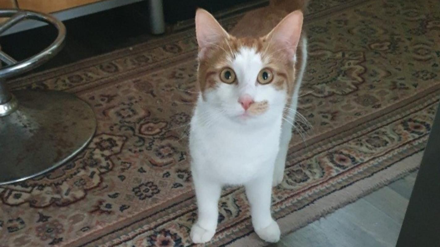 Hannes