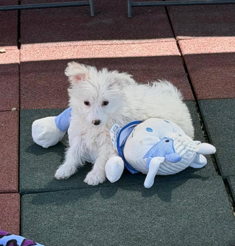 Pompom