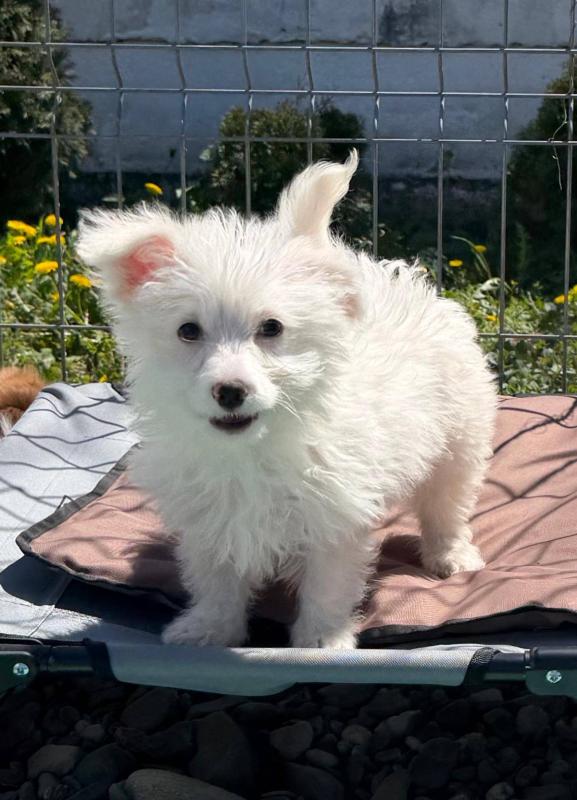 Pompom