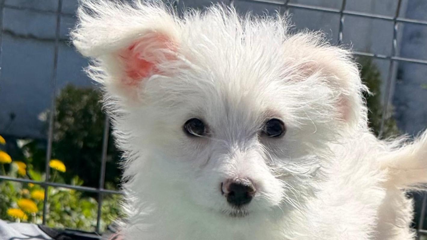 Pompom
