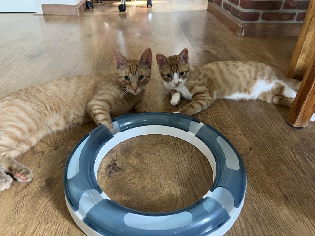 Bassie