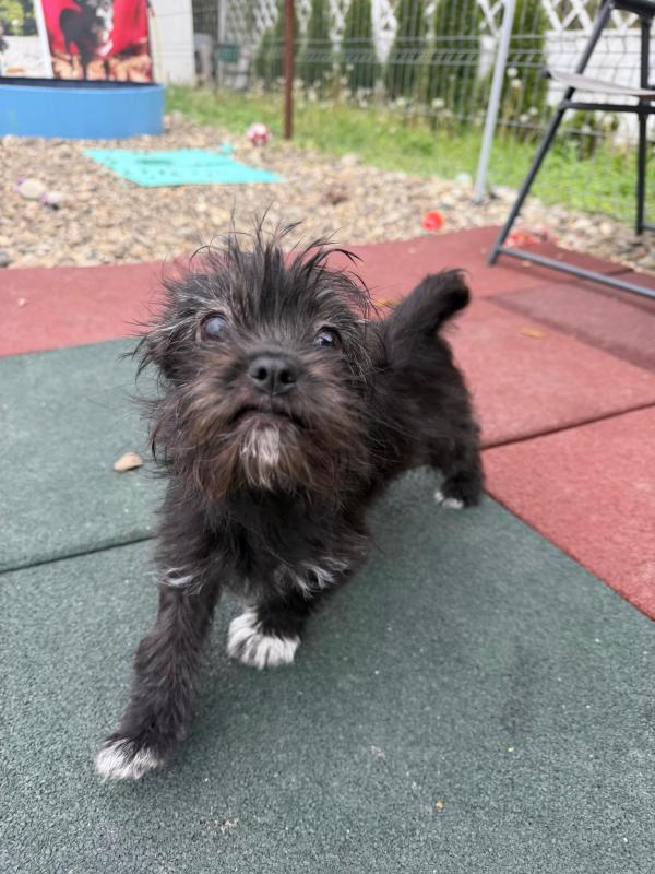 Gracie