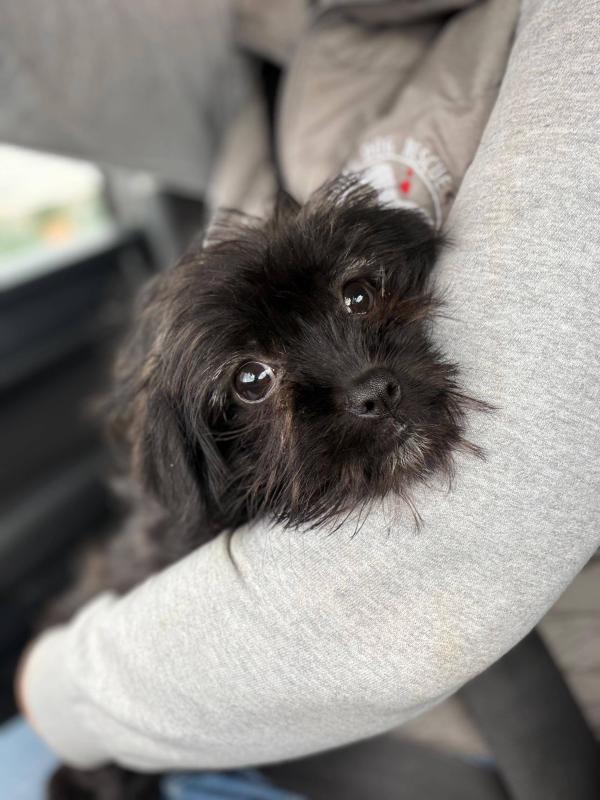 Gracie