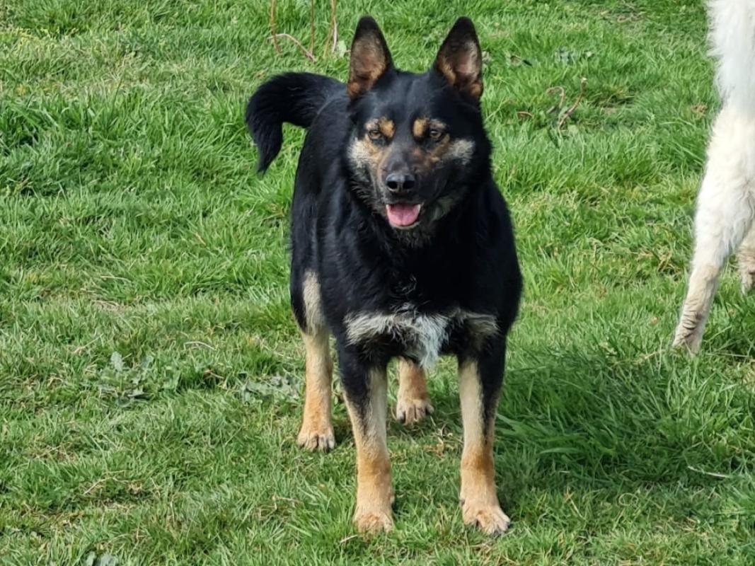 Darko
