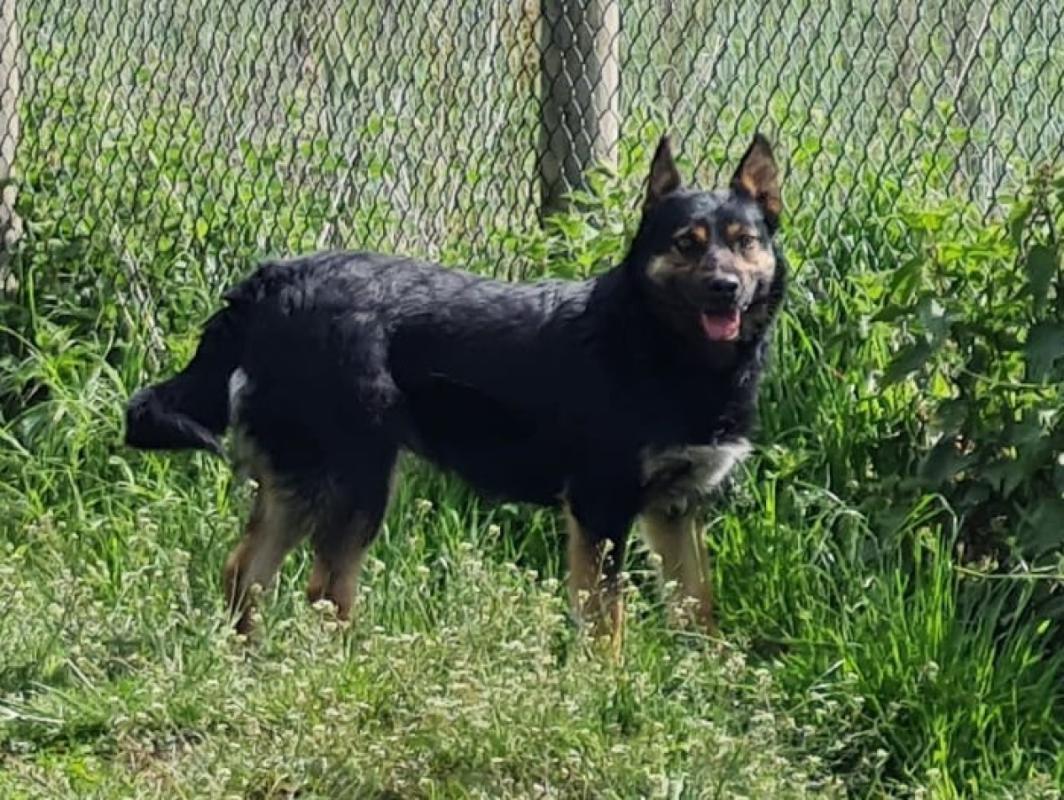 Darko