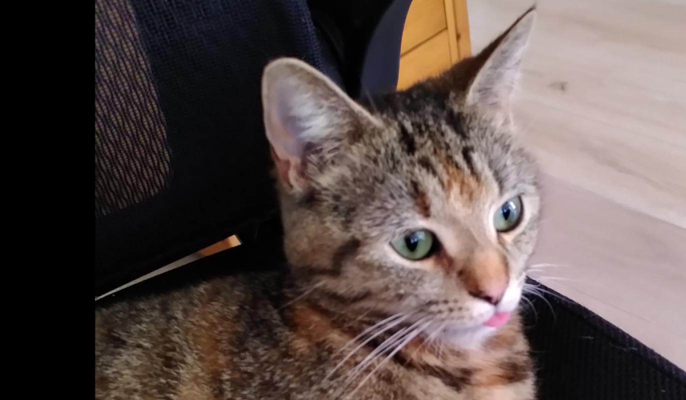 Nala