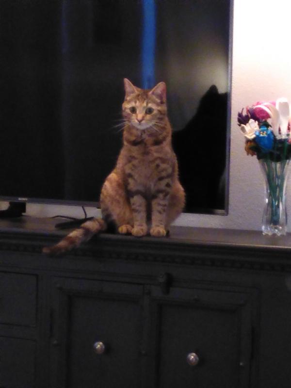Nala
