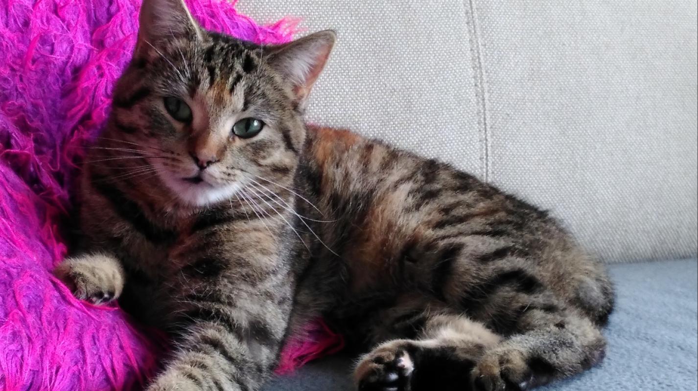Nala