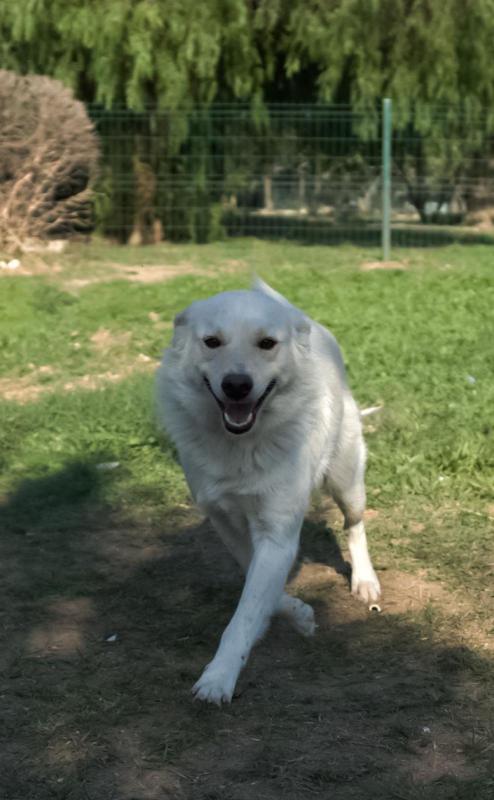 Tilki