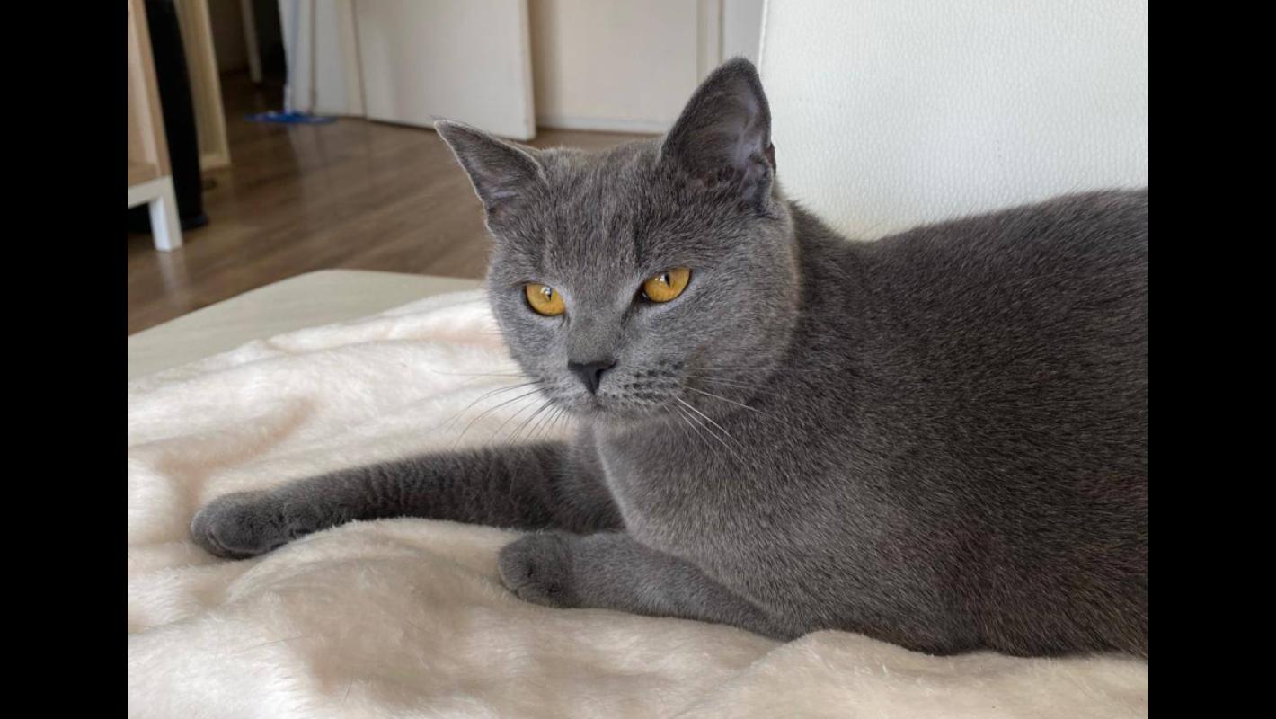 Sirin