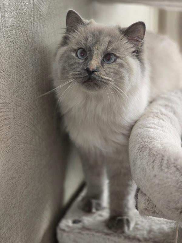 Yuki