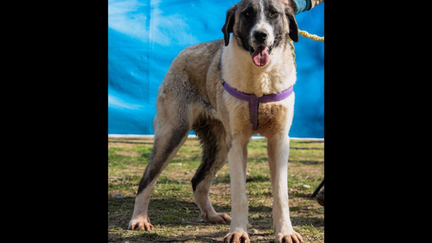 Nala