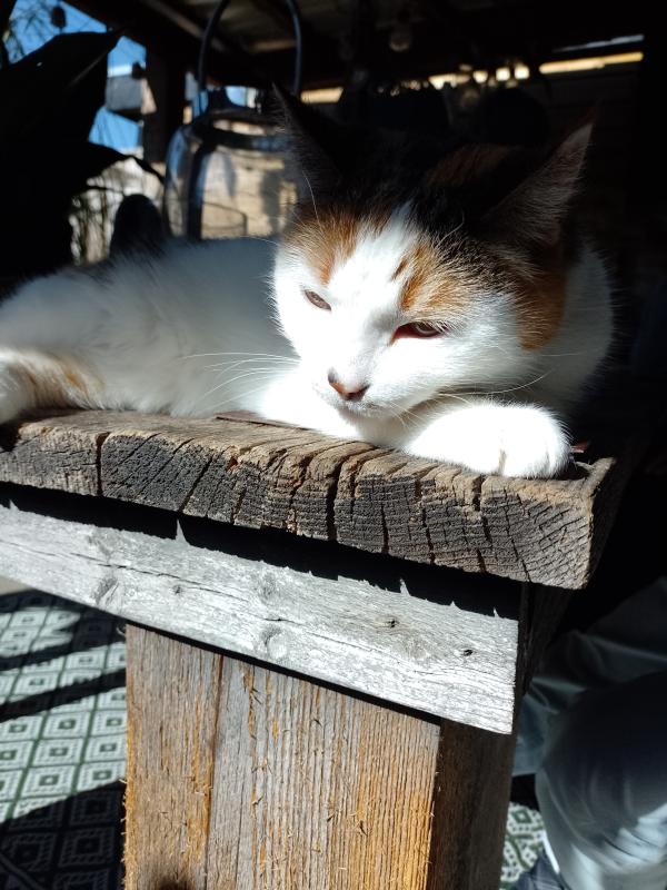 Diva