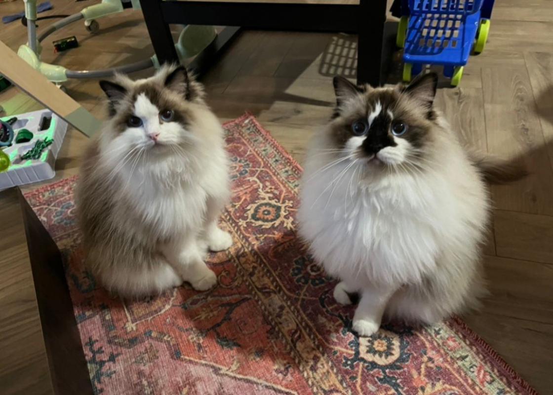 Lilo