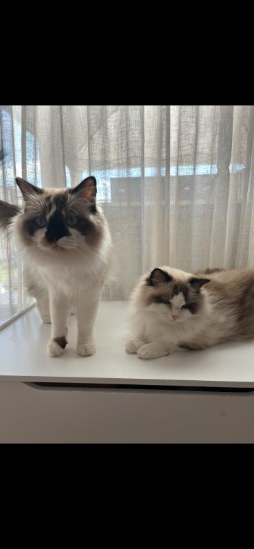 Lilo
