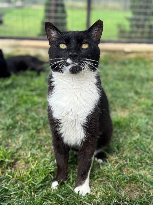 FELIX