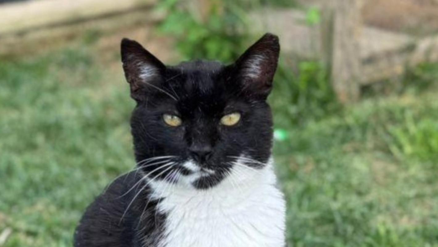 FELIX