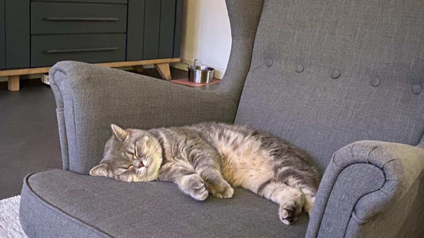 Pamuk