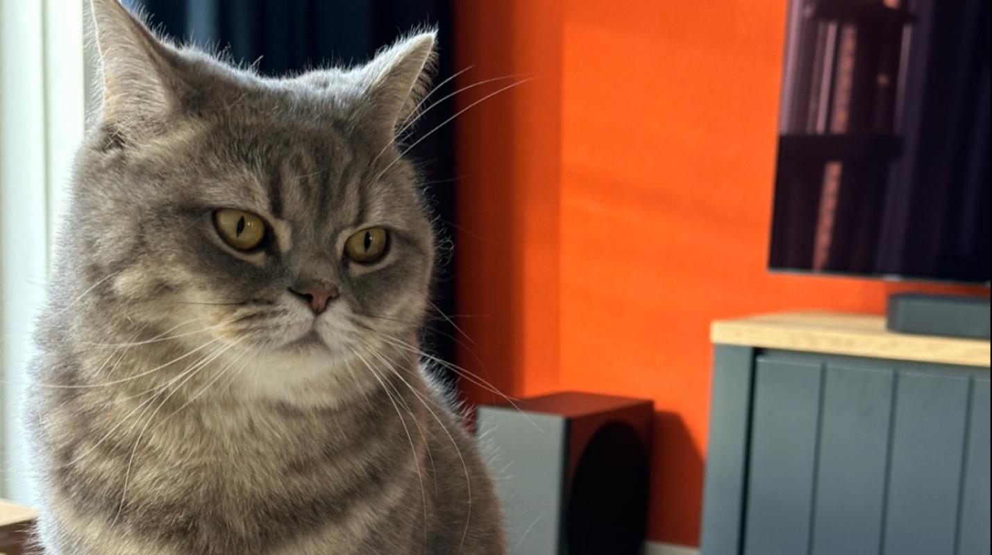 Pamuk