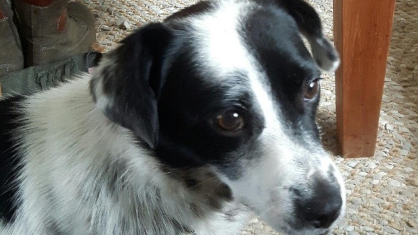 Daisy