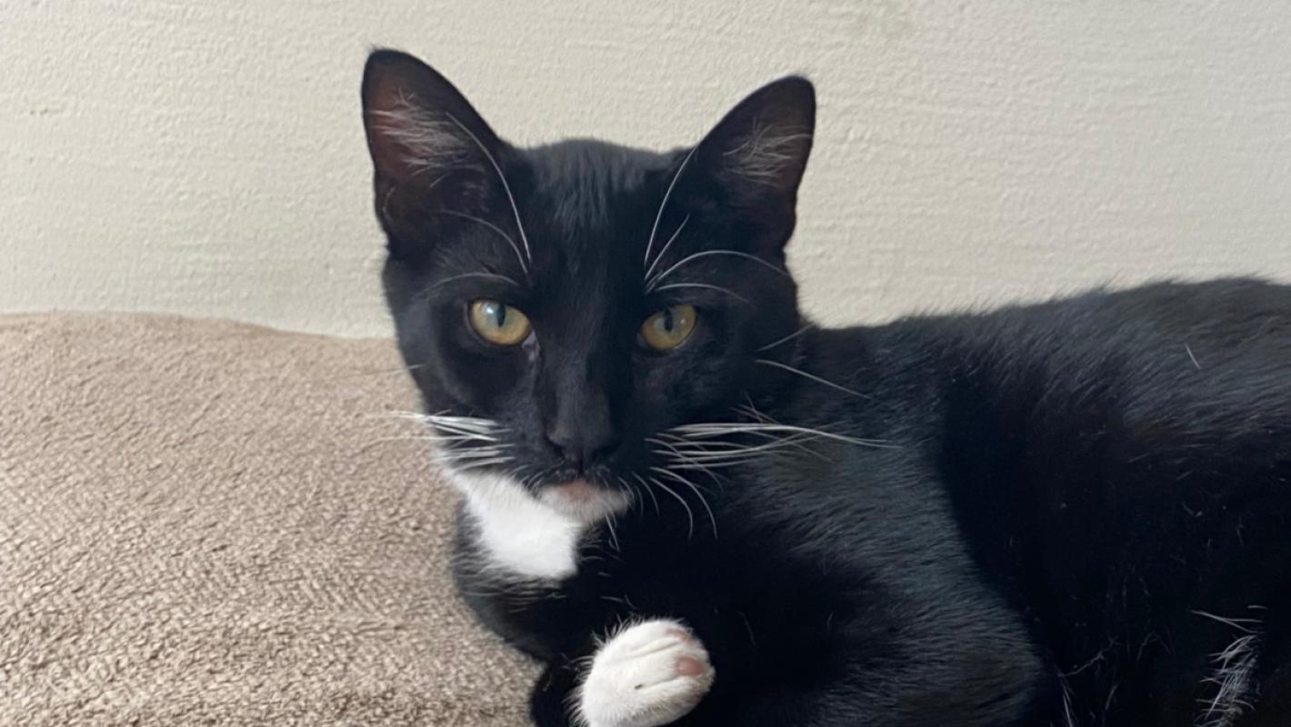 Bowie