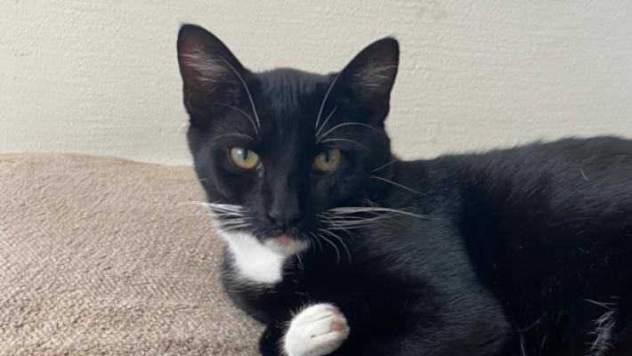 Bowie