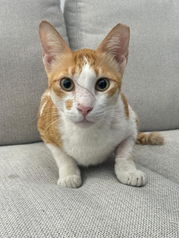 Nacho