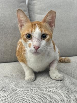 Nacho