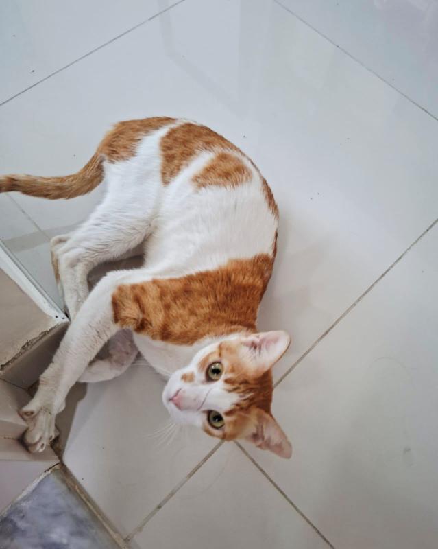 Nacho
