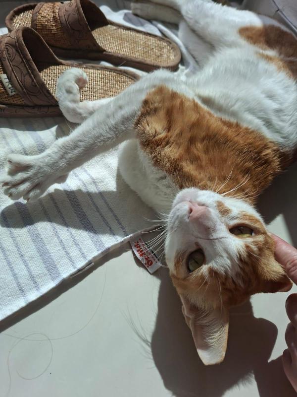 Nacho