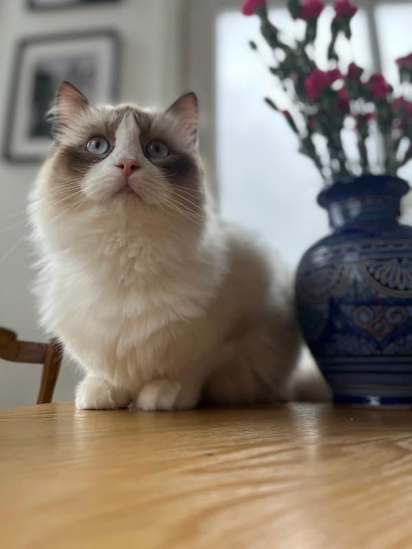 Rumi