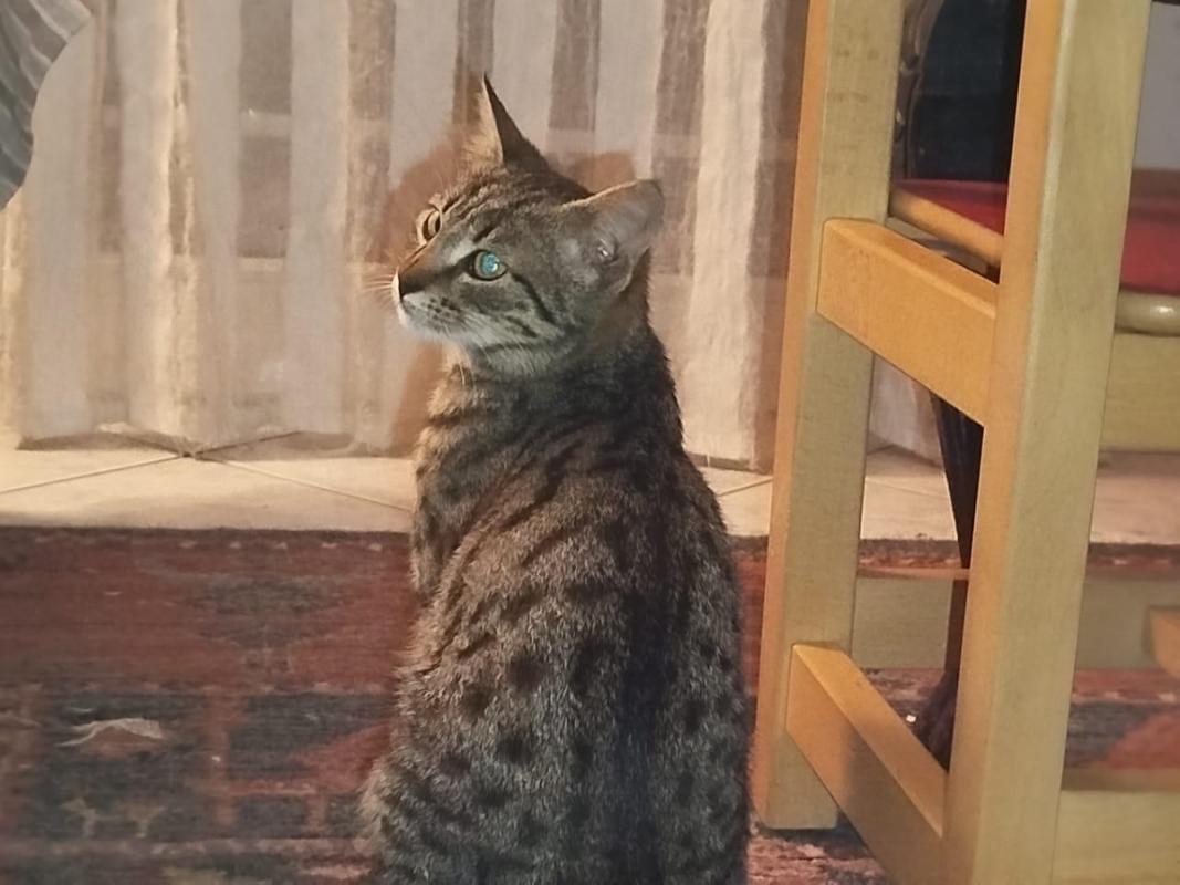 Alma