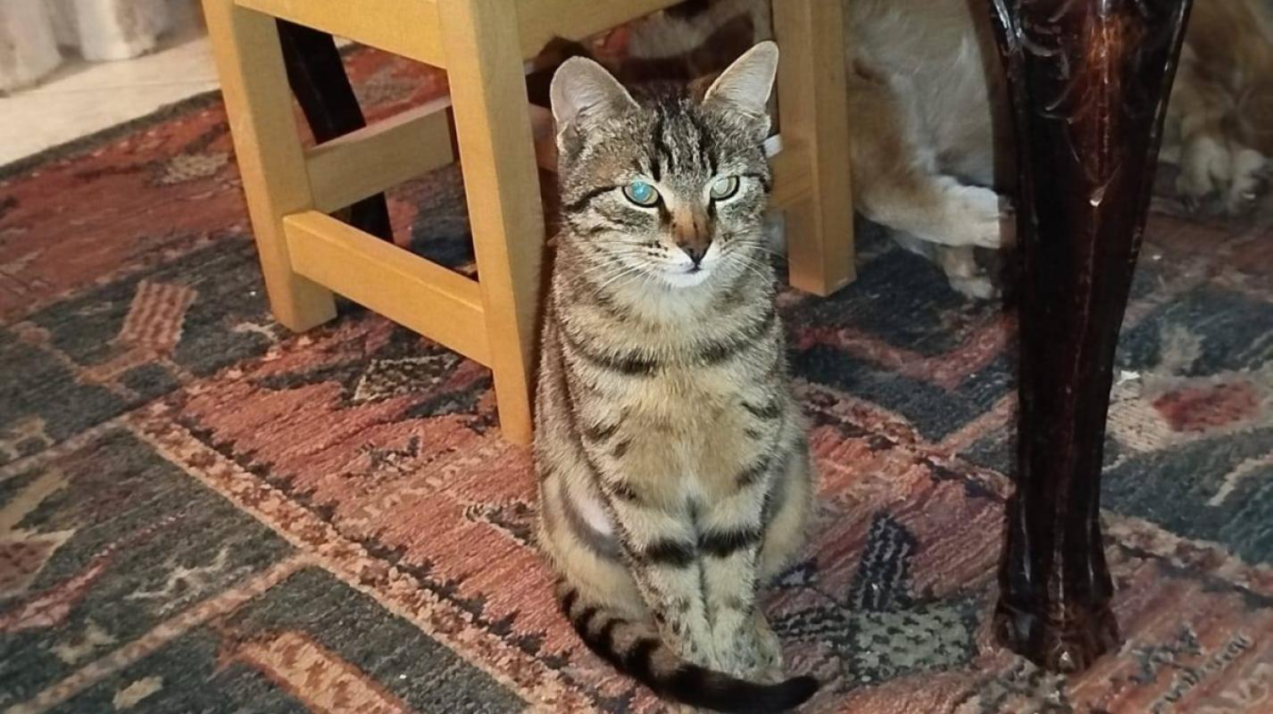 Alma