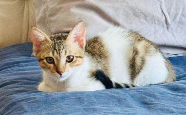 Louis
