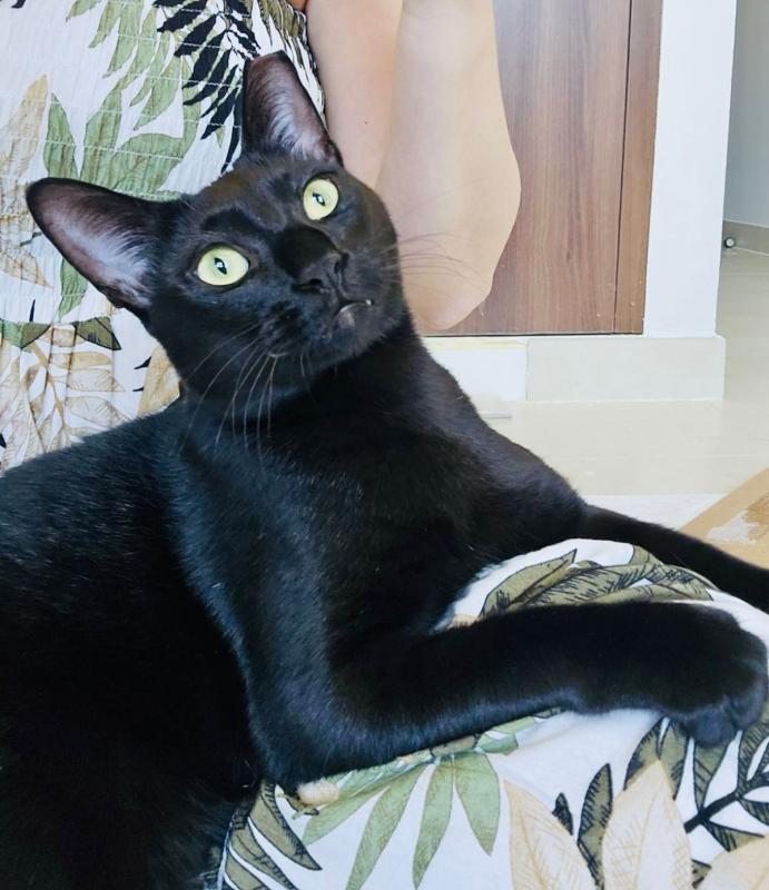 Onyx