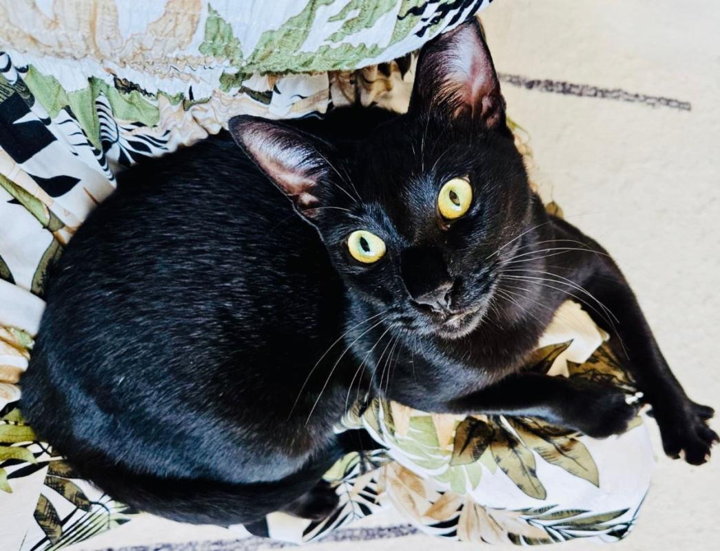 Onyx