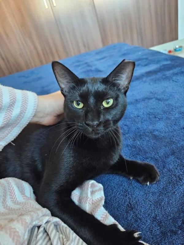 Onyx