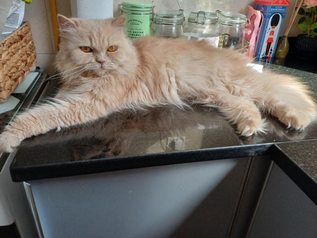 Caramel