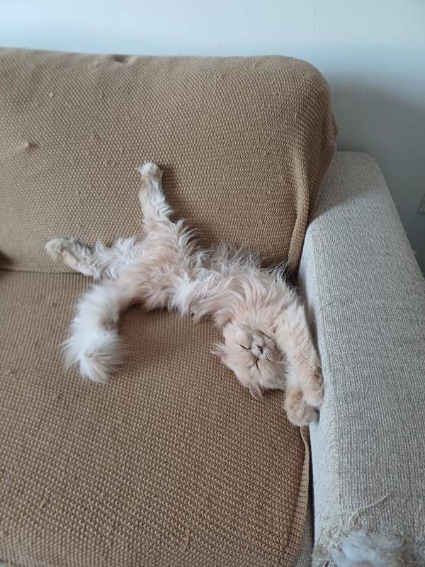 Caramel