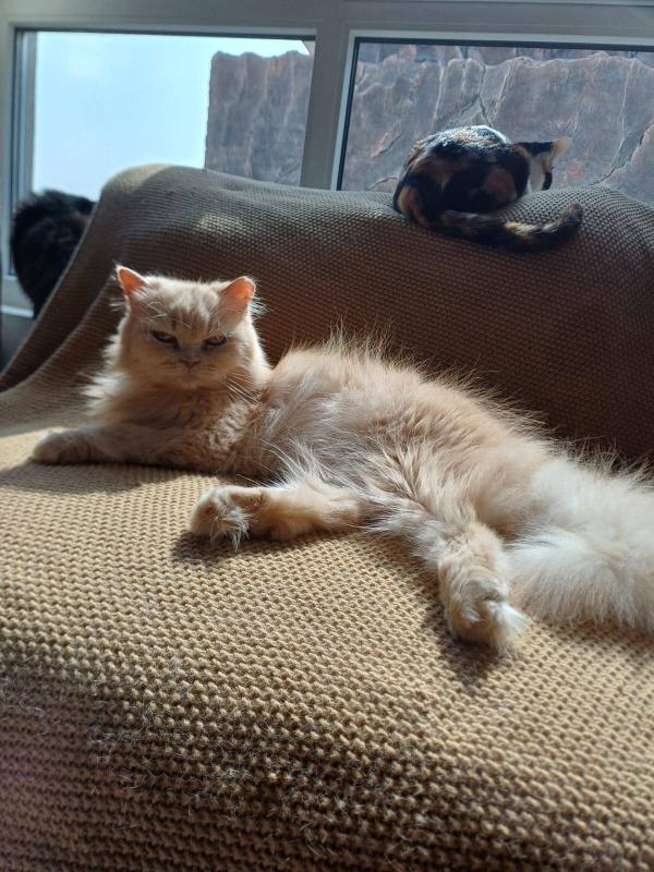 Caramel