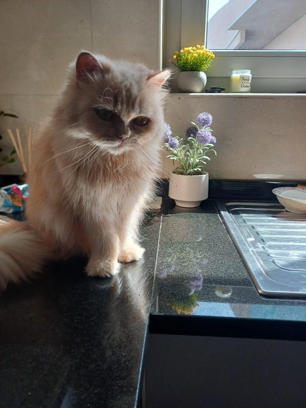 Caramel