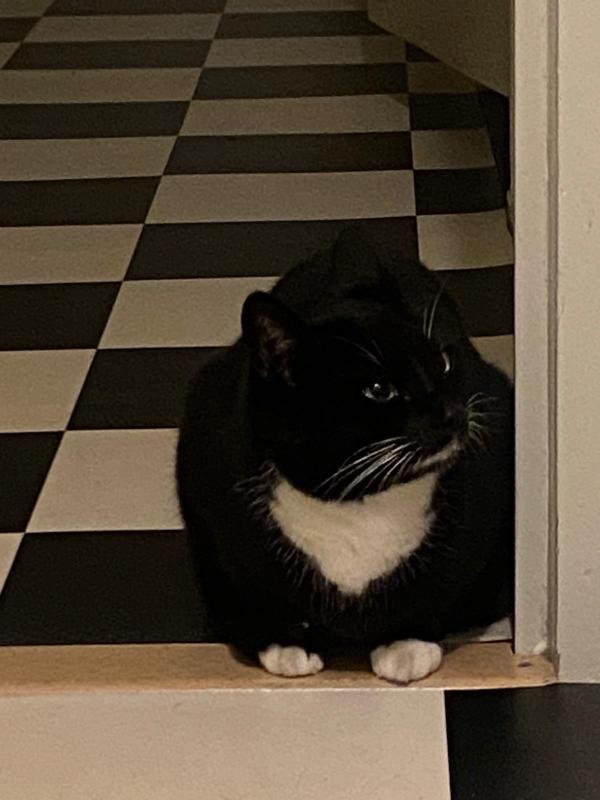 Toto