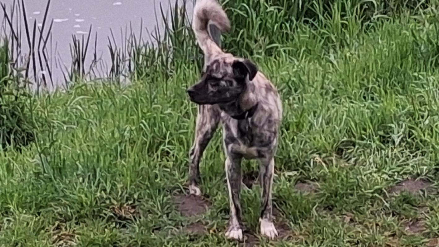 Guapo