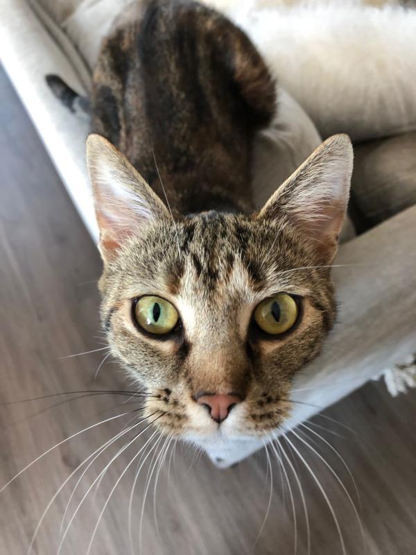 Lio