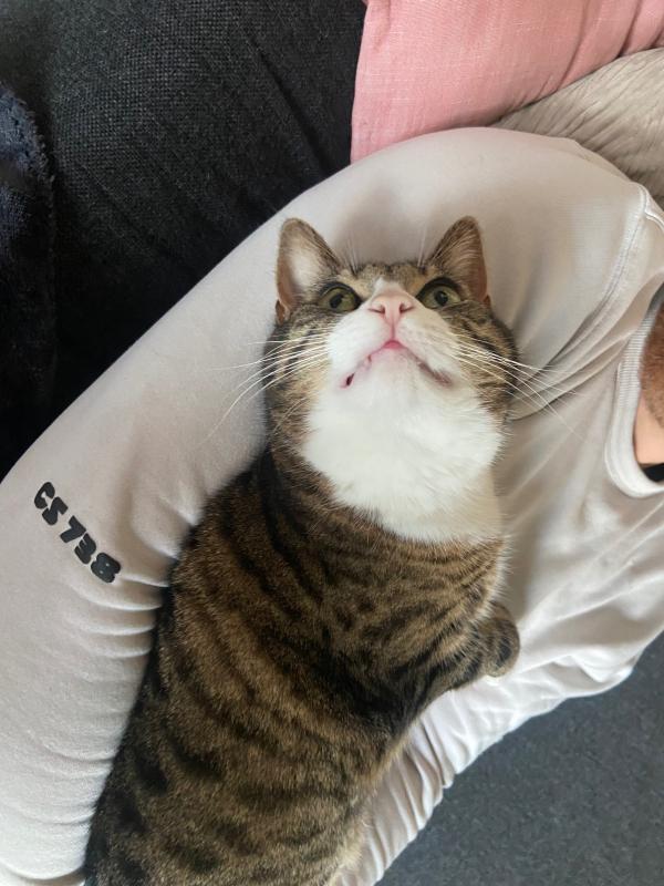 Noxi