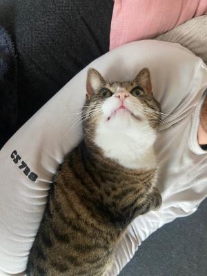 Noxi